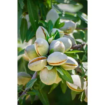 Organic California Almond